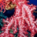 coral_soft_vr_v_0705_png0968.jpg
